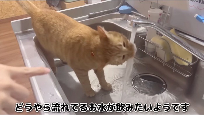 蛇口から流れる水に口をつける、赤い首輪をつけた猫