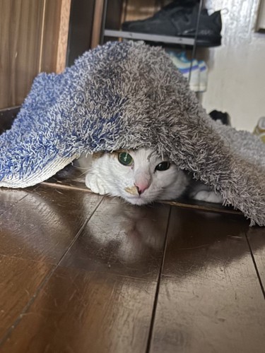 玄関マットの下から顔を覗かせるキジ白猫