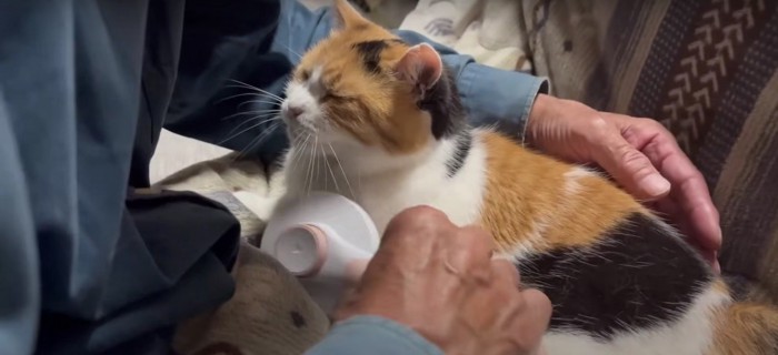 ブラッシングをしてもらう猫