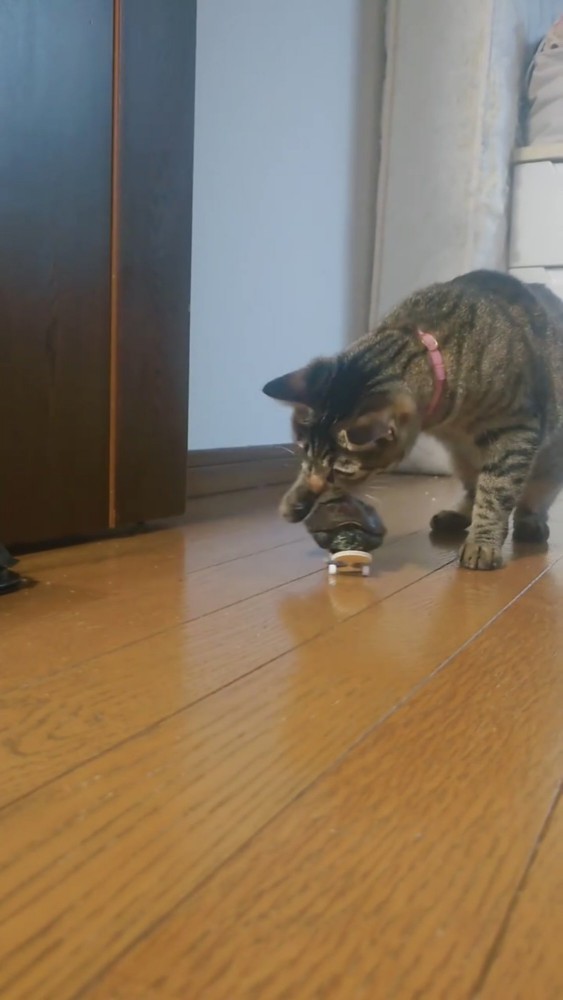 スケボーに乗ったカメを触る猫