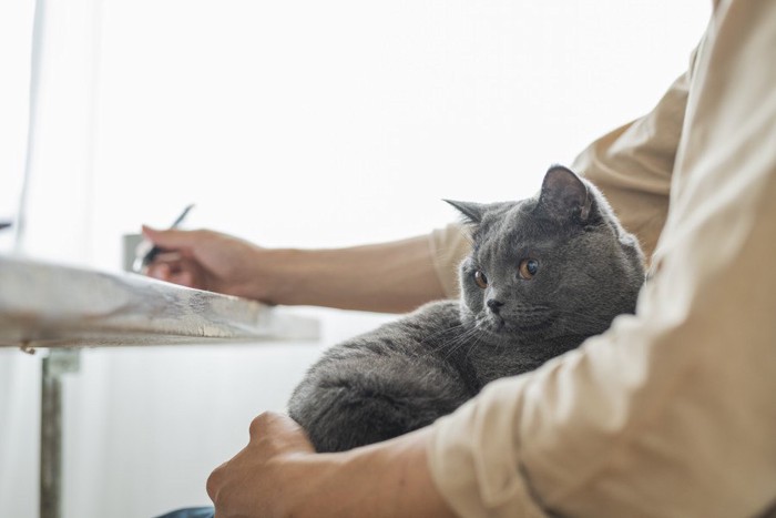 リモートワーク中の膝の上の猫