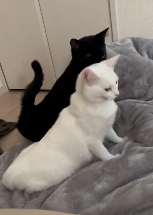 起き上がる猫