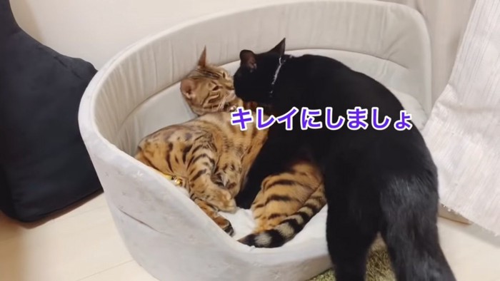 黒猫と鼻を合わせるベンガル猫