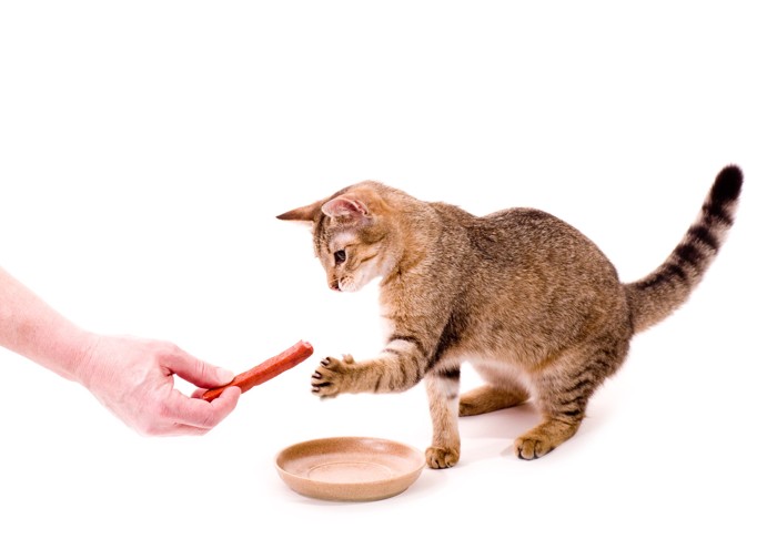 飼い主が差し出すソーセージに興味津々の猫