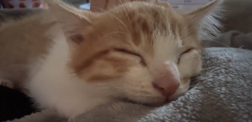 伏せをして目を瞑っている子猫の顔アップ