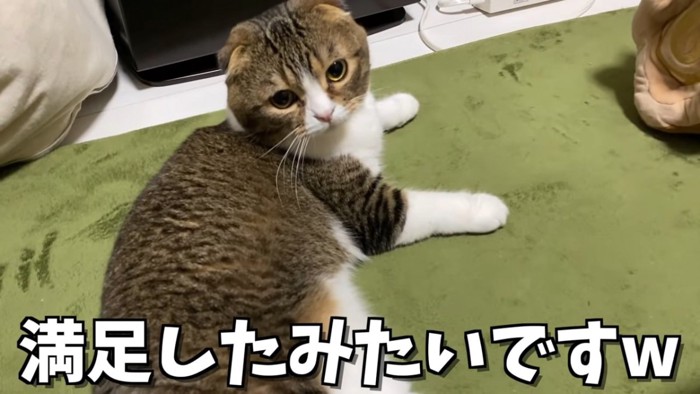 横になる猫