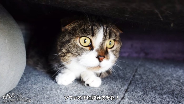 隠れる猫