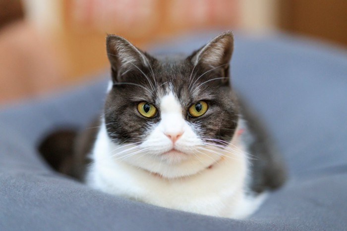 クッションでくつろぐ猫