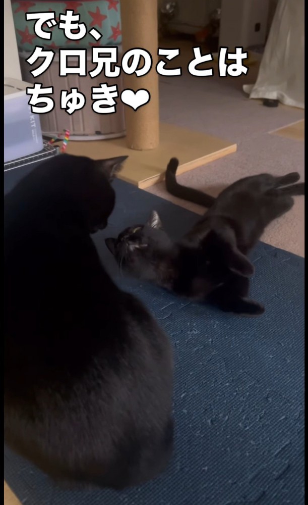 座る猫と寝そべる猫
