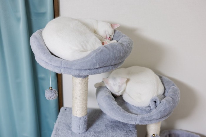 それぞれに寛ぐ猫たち