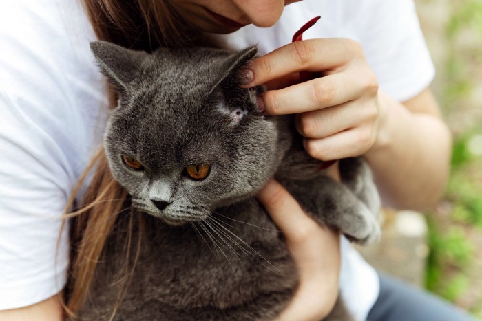 猫に鼻を近づける人