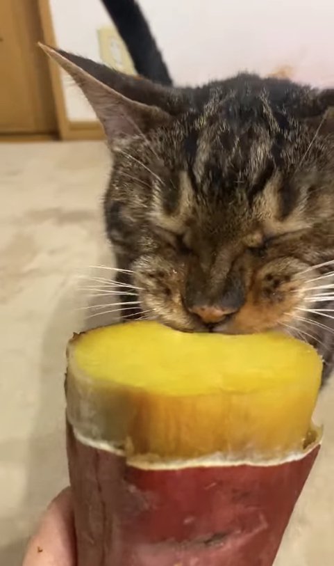 焼き芋を食べて目を瞑る猫