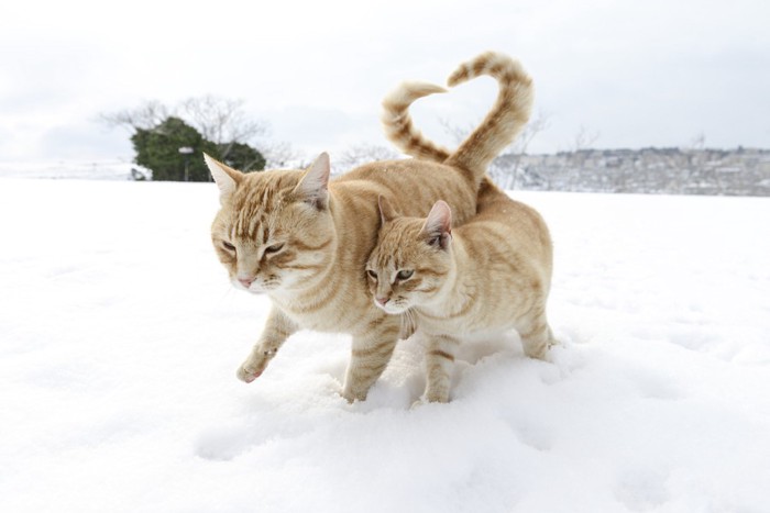 並んで歩く2匹の猫