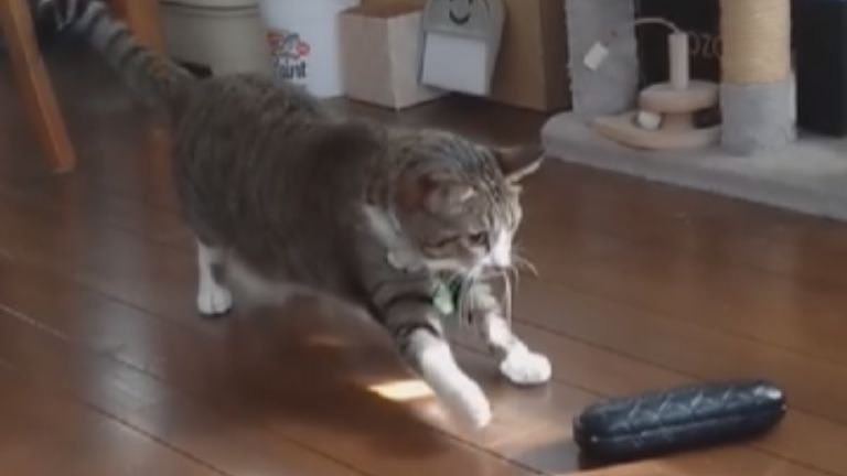 室内にいる猫