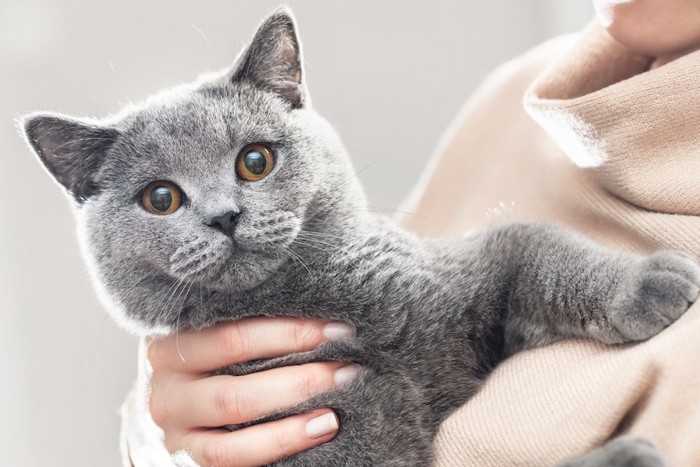 飼い主に抱っこされているブリティッシュショートヘア