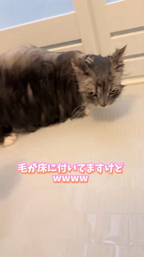 濡れた猫