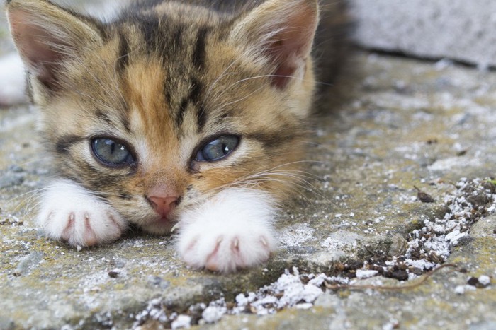 横目で見る子猫