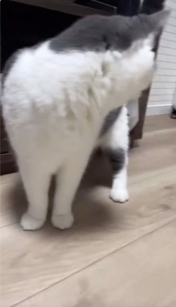 振り返る猫