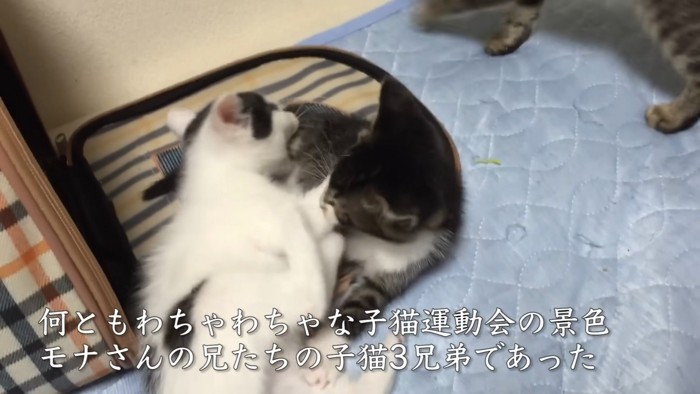 遊ぶ子猫