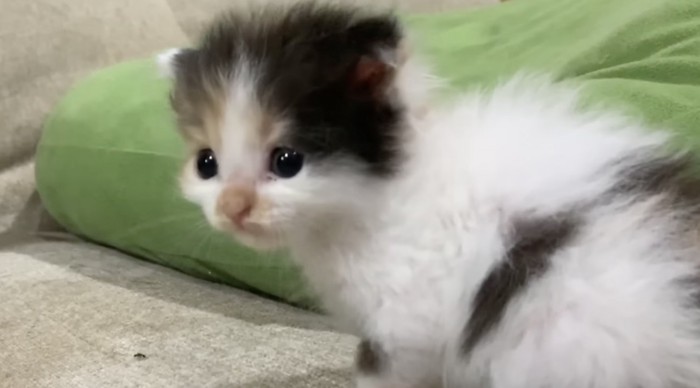 どこかを見つめる子猫