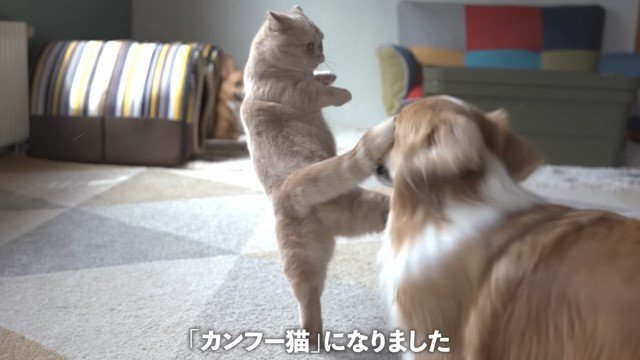 猫の尻尾が顔に当たった犬