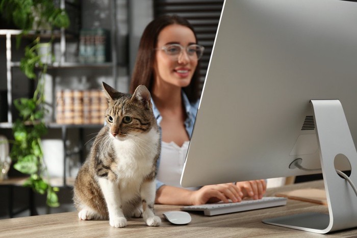 オフィスでくつろぐ猫