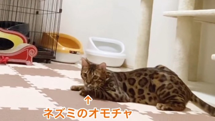 ネズミのおもちゃをくわえる猫