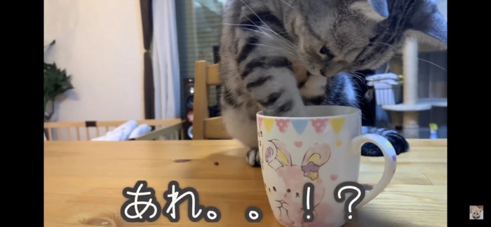 コップの中が気になる猫