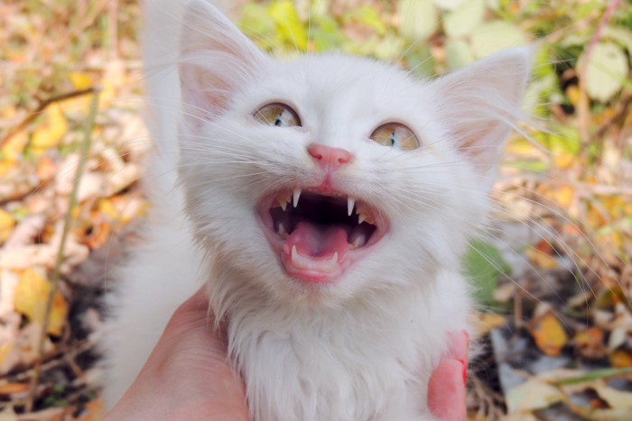 鳴く子ねこと人の手