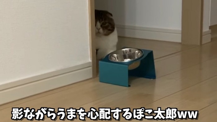 影から見ている猫