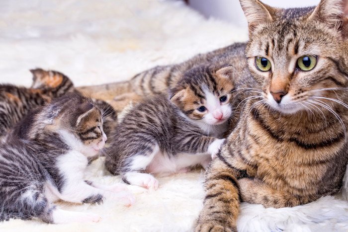 母猫とたくさんの子猫