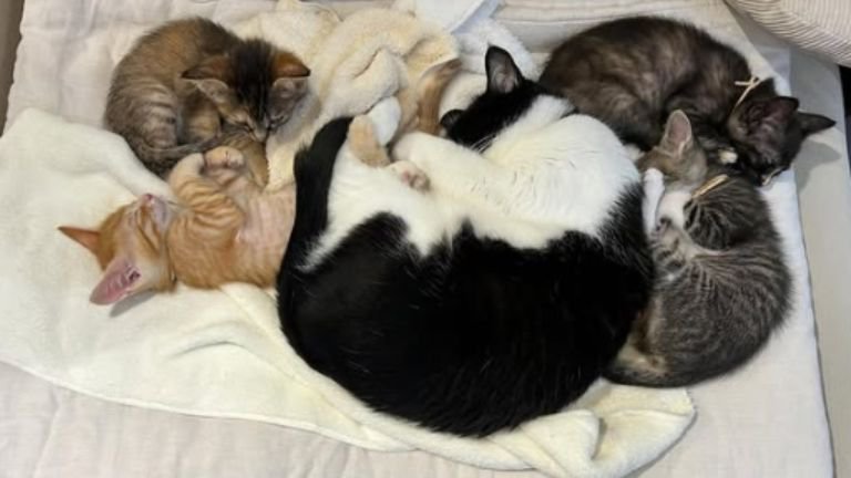 寝ている子猫