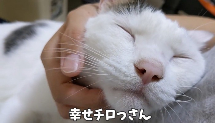 飼い主の膝の上で撫でてもらう猫