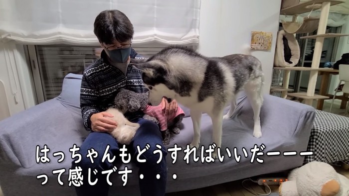 困る犬