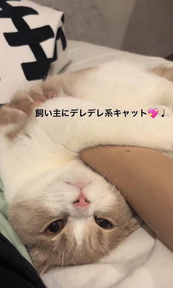 「飼い主にデレデレ系キャット」のテロップ写真1