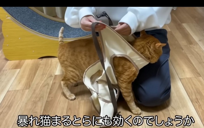 装着される猫