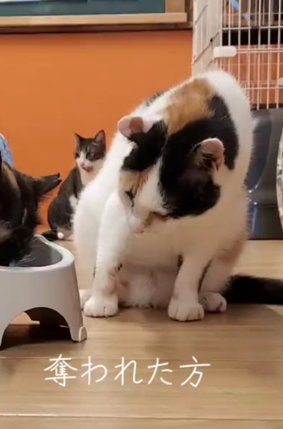 ご飯を見る猫