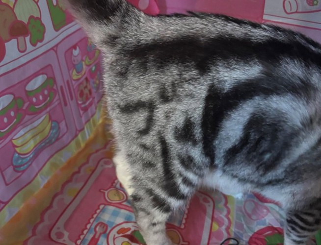 猫のおしりアップ