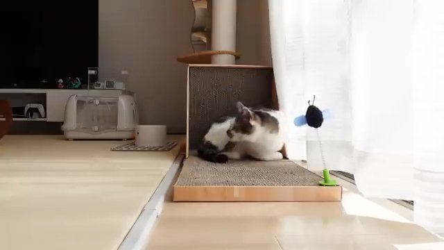 キャリーケースに気付く猫