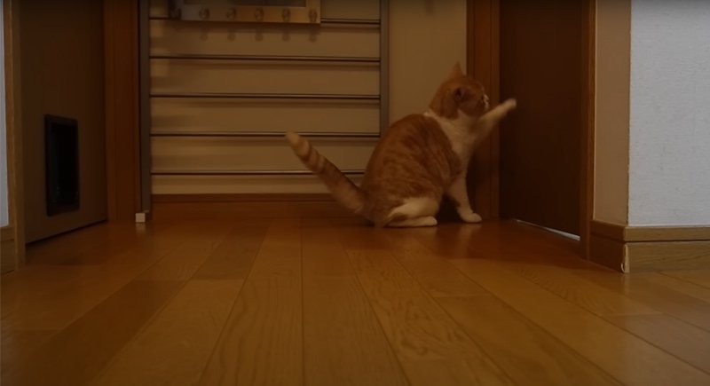 ノックする猫