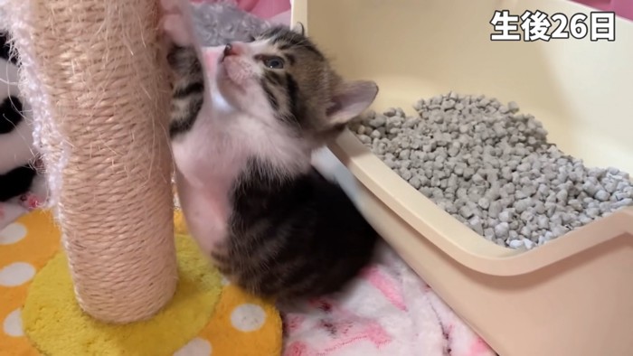 爪とぎする子猫