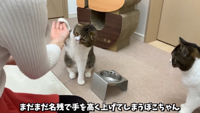 高く前足を上げる猫