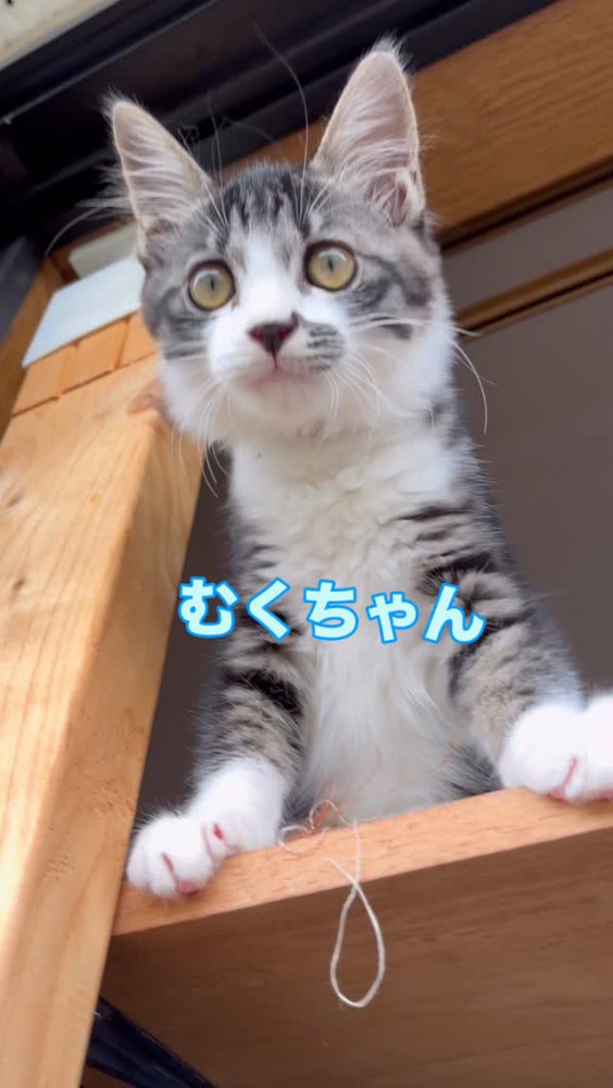 身を乗り出している猫