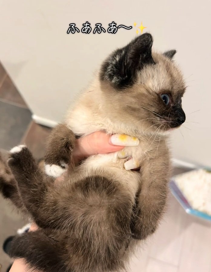 ぬいぐるみみたいな子猫