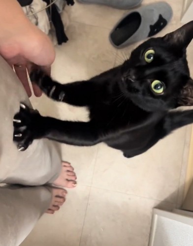 足を掴む猫