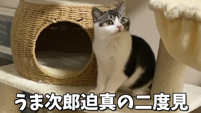 座る子猫