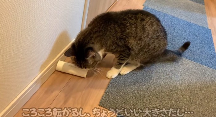 芯を嗅ぐ猫