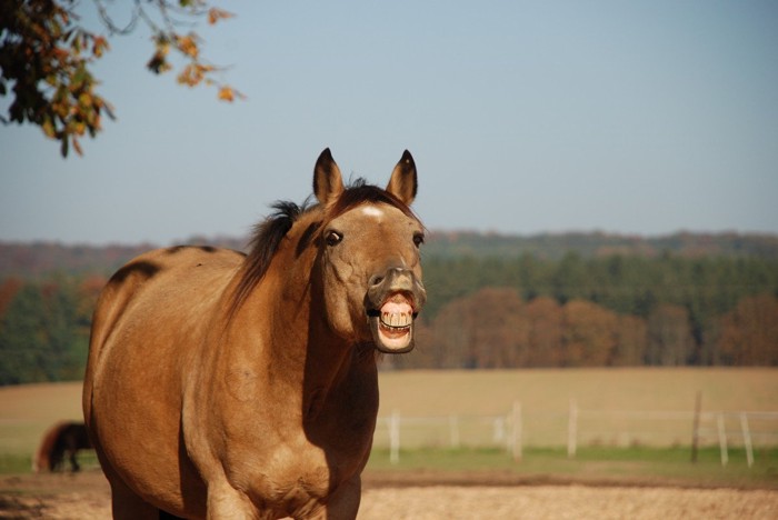 フレーメン反応をする馬