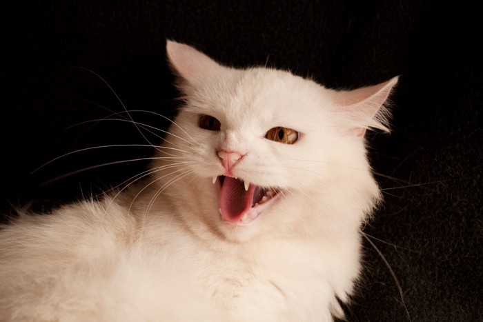威嚇している猫