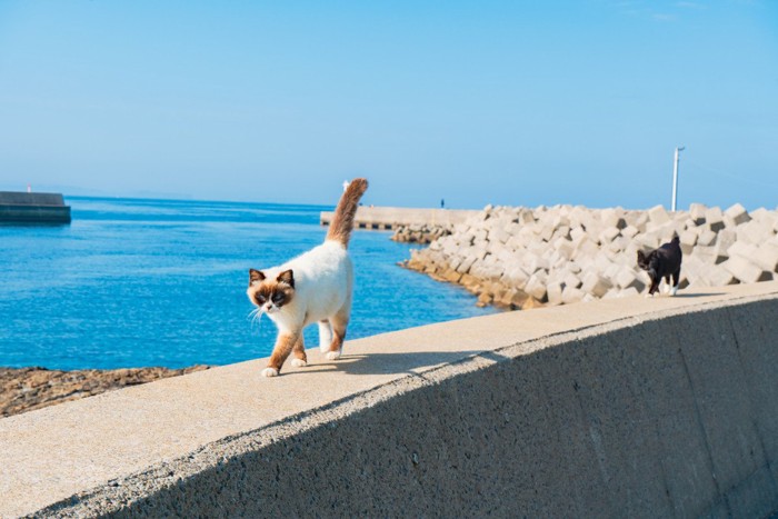 猫島の猫